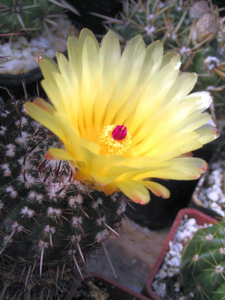 Notocactus mammulosus v. brasiliensis